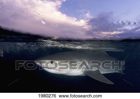 Stock Photograph - Bahamas, 14 Foot Tiger Shark (Galeocerdo Cuvier) at sunset in Caribbean Sea; Little Bahama Bank. Fotosearch