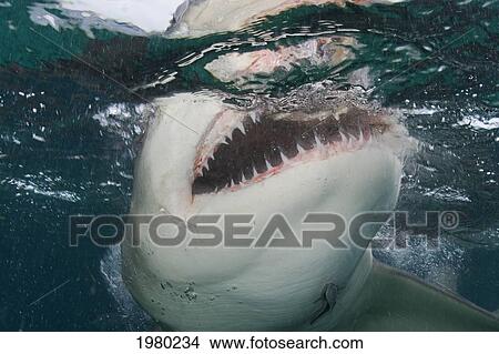 Picture - Bahamas, Close up of Lemon Shark (Negaprion Brevirostris) with mouth open in Caribbean Sea; Little Bahama Bank. Fotosearch