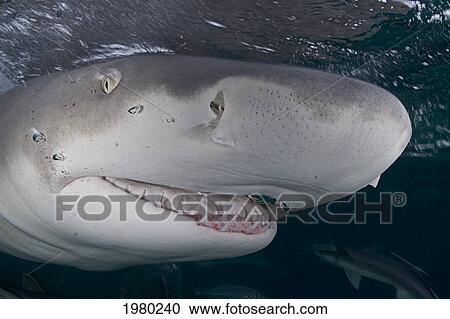 Stock Image - Bahamas, Close up of Lemon Shark (Negaprion Brevirostris) with mouth open near water surface in Caribbean Sea; Little Bahama Bank. Fotosearch