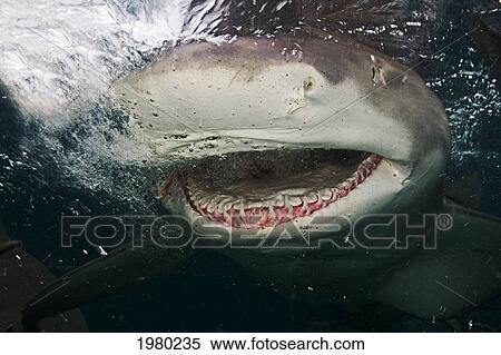 Stock Photography - Bahamas, Close up of Lemon Shark (Negaprion Brevirostris) with mouth open in Caribbean Sea; Little Bahama Bank. Fotosearch