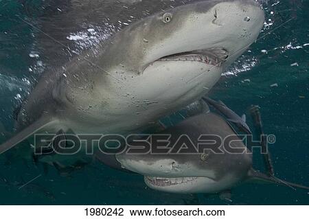 Stock Image - Bahamas, Close up of Lemon Sharks (Negaprion Brevirostris) near water surface in Caribbean Sea; Little Bahama Bank. Fotosearch