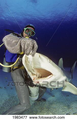 Stock Photo - Bahamas, Diver feeding Caribbean Reef Sharks (Carcharhinus Perezi); Freeport. Fotosearch