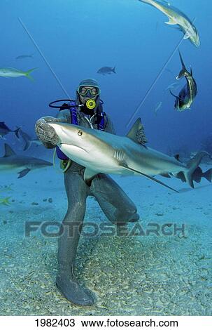 Bahamas, Freeport, diver in a full chain mail suit holding a Caribbean Reef Sharks (Carcharhinus perezi) View Large Photo Image Stock Image - Bahamas, Freeport, diver in a full chain mail suit holding a Caribbean Reef Sharks (Carcharhinus perezi). Fotosearch