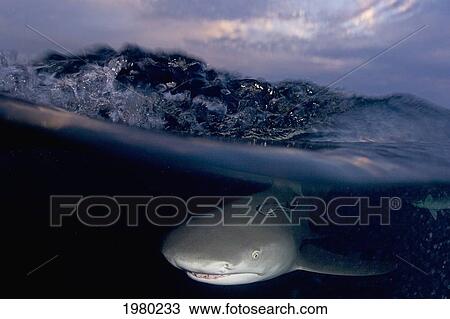 Stock Image - Bahamas, Lemon Shark (Negaprion Brevirostris) in Caribbean Sea; Little Bahama Bank. Fotosearch