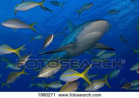 Stock Image - Bahamas, Lemon Shark (Negaprion Brevirostris) with fish in Caribbean Sea; Little Bahama Bank. Fotosearch