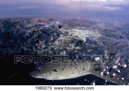Bahamas, Lemon Shark (Negaprion Brevirostris) close to surface of Caribbean Sea; Little Bahama Bank View Large Photo Image Stock Image - Bahamas, Lemon Shark (Negaprion Brevirostris) close to surface of Caribbean Sea; Little Bahama Bank. Fotosearch