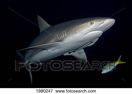 Stock Photo - Bahamas, Lemon Shark (Negaprion Brevirostris) with Remora fish in dark water; Little Bahama Bank. Fotosearch