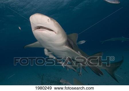 Stock Photo - Bahamas, Lemon Shark (Negaprion Brevirostris) with Remora in Caribbean Sea; Little Bahama Bank. Fotosearch