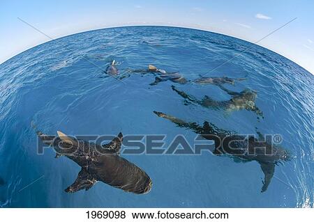 Stock Photo - Bahamas, Lemon Sharks (Negaprion brevirostris); West End. Fotosearch