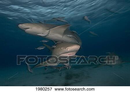 Bahamas, Lemon Sharks (Negaprion Brevirostris) with Remora in Caribbean Sea; Little Bahama Bank View Large Photo Image Stock Photo - Bahamas, Lemon Sharks (Negaprion Brevirostris) with Remora in Caribbean Sea; Little Bahama Bank. Fotosearch