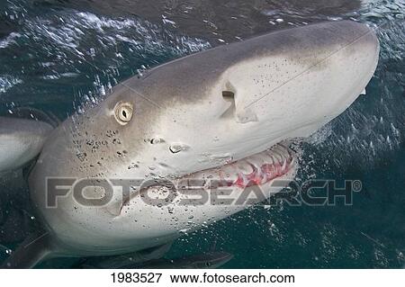 Bahamas, Little Bahama Bank, Lemon Shark (Negaprion Brevirostris). View Large Photo Image Stock Photo - Bahamas, Little Bahama Bank, Lemon Shark (Negaprion Brevirostris).. Fotosearch