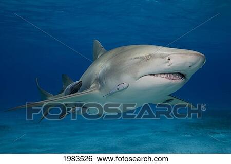 Stock Photograph - Bahamas, Little Bahama Bank, Lemon Shark (Negaprion Brevirostris).. Fotosearch