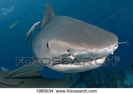 Picture - Bahamas, Little Bahama Bank, Tiger Shark (Galeocerdo Cuvier).. Fotosearch