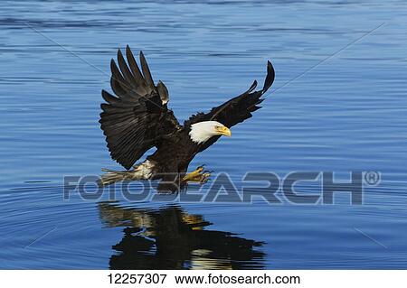 Stock Photo - Bald Eagle fishing in Tracy Arm, Inside Passage, Southeast Alaska, Summer. Fotosearch