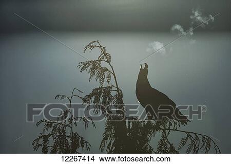 Bald eagle (Haliaeetus leucocephalus) and it breath backlit by the rising sun; British Columbia, Canada View Large Photo Image Picture - Bald eagle (Haliaeetus leucocephalus) and it breath backlit by the rising sun; British Columbia, Canada. Fotosearch