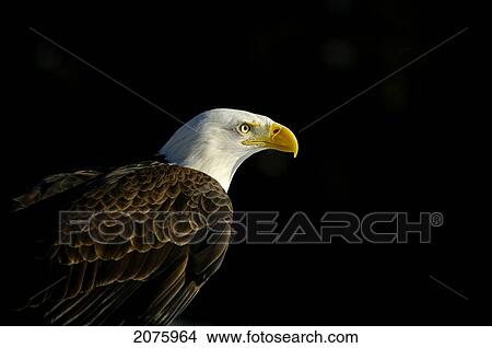 Picture - Bald Eagle (Haliaeetus Leucocephalus) In Ecomuseum Zoo; Ste-Anne-De-Bellevue Quebec Canada. Fotosearch