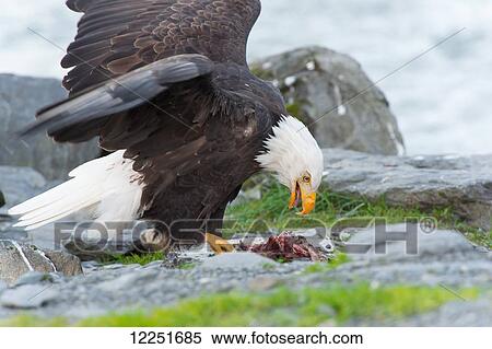 Stock Photography - Bald eagle (Haliaeetus leucocephalus) eating salmon with open wings. Fotosearch