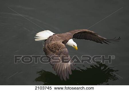 Bald Eagle (Haliaeetus Leucocephalus) Flying Over Water; Olympia Washington United States Of America View Large Photo Image Stock Photography - Bald Eagle (Haliaeetus Leucocephalus) Flying Over Water; Olympia Washington United States Of America. Fotosearch