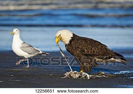 Stock Image - Bald Eagle on the beach feeding on fish carcass with a Seagull in the background, Ninilchik, Kenai Peninsula, Southcentral Alaska, Summer.. Fotosearch
