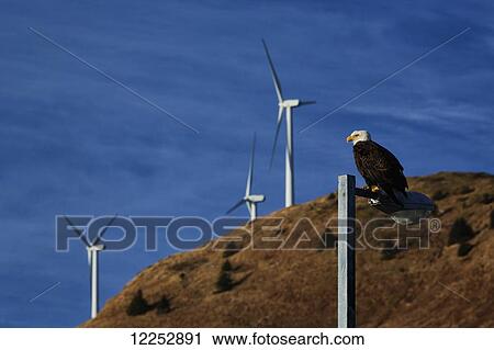 Bald eagle perched on lamp post in downtown Kodiak with wind turbines in background, Southwest Alaska View Large Photo Image Stock Image - Bald eagle perched on lamp post in downtown Kodiak with wind turbines in background, Southwest Alaska. Fotosearch