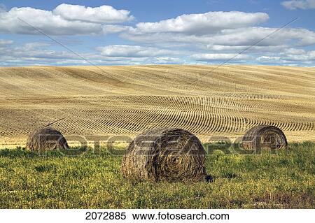 Bales Next To Harvested Field, Saskatchewan View Large Photo Image Stock Photography - Bales Next To Harvested Field, Saskatchewan. Fotosearch