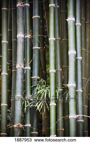 Stock Image - Bamboo, Close-Up.. Fotosearch
