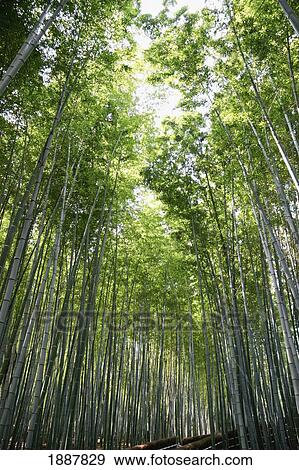 Stock Photo - Bamboo Forest, Low Angle View. Fotosearch