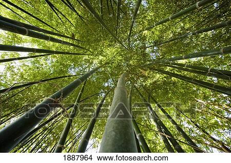 Bamboo Forest. View Large Photo Image Picture - Bamboo Forest.. Fotosearch