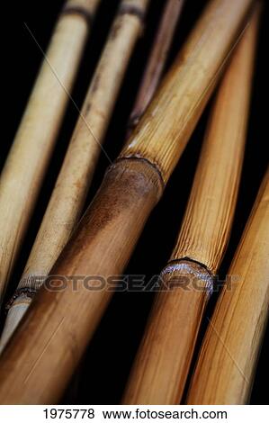 Stock Photo - Bamboo On Black Background; Japan. Fotosearch