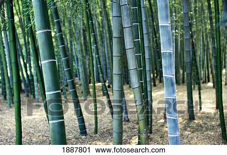 Bamboo Tree Forest, Close Up View Large Photo Image Stock Image - Bamboo Tree Forest, Close Up. Fotosearch