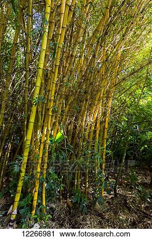 Stock Image - Bamboo trees on a hike; Wailua, Kauai, Hawaii, United States of America. Fotosearch