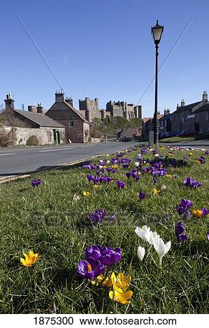 Bamburgh, Northumberland, England; Flowers Growing On The Side Of The Road In A Residential Area View Large Photo Image Stock Image - Bamburgh, Northumberland, England; Flowers Growing On The Side Of The Road In A Residential Area. Fotosearch