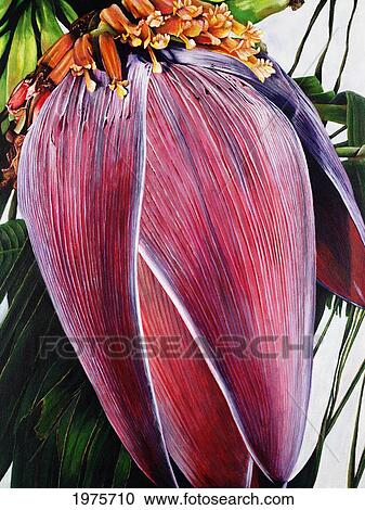 Stock Image - Banana Blossom, Close-Up Of Pink Bud (Acrylic Painting).. Fotosearch
