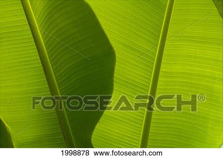 Banana Leaves Detail, Close-Up B1632 View Large Photo Image Stock Photo - Banana Leaves Detail, Close-Up B1632. Fotosearch