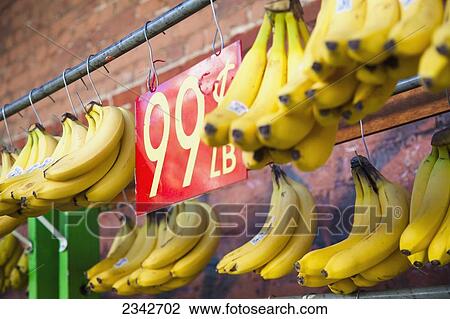 Stock Image - Bananas hanging in a display rack for sale; Oahu, Hawaii, United States of America. Fotosearch