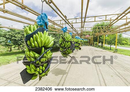Bananas transferred on an overhead rack on a plantation near Limon; Costa Rica View Large Photo Image Stock Photograph - Bananas transferred on an overhead rack on a plantation near Limon; Costa Rica. Fotosearch