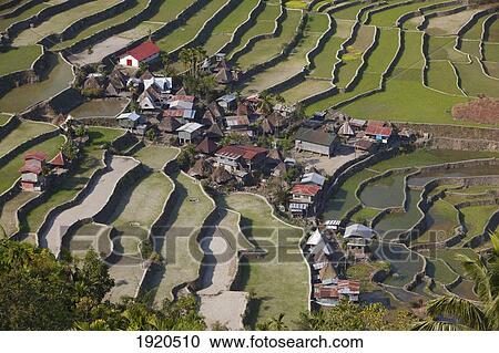 Stock Image - Banaue Rice Terraces; Batad, Luzon, Philippines. Fotosearch