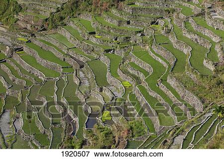 Stock Photo - Banaue Rice Terraces; Batad, Luzon, Philippines. Fotosearch