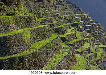 Stock Photo - Banaue Rice Terraces; Batad, Luzon, Philippines. Fotosearch
