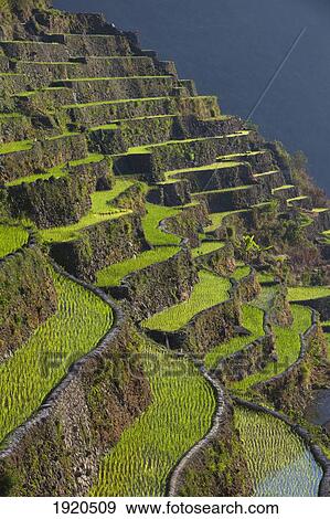 Stock Photo - Banaue Rice Terraces; Batad, Luzon, Philippines. Fotosearch
