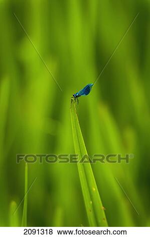 Banded Demoiselle On The Tip Of Reed Near Salisbury, Wiltshire, Uk View Large Photo Image Stock Photo - Banded Demoiselle On The Tip Of Reed Near Salisbury, Wiltshire, Uk. Fotosearch