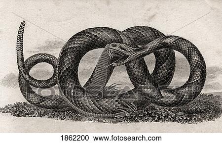 Stock Image - Banded Rattlesnake Crotalus Horridus From A 17Th Century Print. Fotosearch