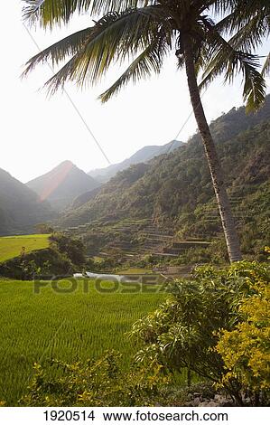 Picture - Bangaan Rice Terraces; Bangaan, Luzon, Philippines. Fotosearch