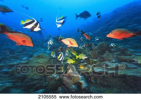 Bannerfish (Heniochus Acuminatus) And Red Snapper (Myripristis Amaena); Moorea Island French Polynesia South Pacific View Large Photo Image Stock Photography - Bannerfish (Heniochus Acuminatus) And Red Snapper (Myripristis Amaena); Moorea Island French Polynesia South Pacific. Fotosearch