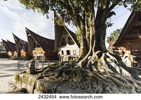 Banyan tree and traditional boat-shaped Toba Batak houses (jabu) in Ambarita village on Samosir Island, Lake Toba, North Sumatra, Indonesia View Large Photo Image Picture - Banyan tree and traditional boat-shaped Toba Batak houses (jabu) in Ambarita village on Samosir Island, Lake Toba, North Sumatra, Indonesia. Fotosearch