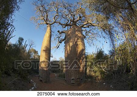 Picture - Baobab (Adansonia Fony) At Reniala Reserve, Mangily, Toliara Province, Madagascar. Fotosearch