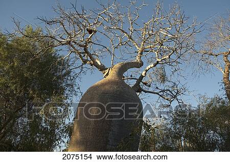 Baobab (Adansonia Fony) At Reniala Reserve, Mangily, Toliara Province, Madagascar View Large Photo Image Picture - Baobab (Adansonia Fony) At Reniala Reserve, Mangily, Toliara Province, Madagascar. Fotosearch