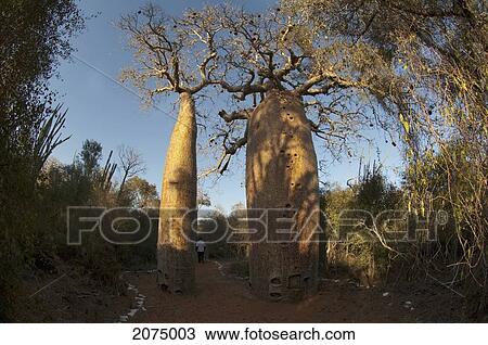 Stock Image - Baobab (Adansonia Fony) At Reniala Reserve, Mangily, Toliara Province, Madagascar. Fotosearch