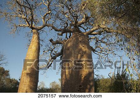 Stock Photo - Baobab (Adansonia Fony) At Reniala Reserve, Mangily, Toliara Province, Madagascar. Fotosearch