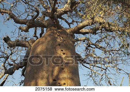 Baobab (Adansonia Fony) At Reniala Reserve, Mangily, Toliara Province, Madagascar View Large Photo Image Stock Photo - Baobab (Adansonia Fony) At Reniala Reserve, Mangily, Toliara Province, Madagascar. Fotosearch